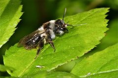 Die Wildbiene ANDRENA CINERARIA (lat. die "Aschgraue") . . .