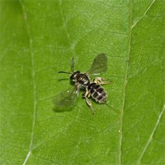 Die Wildbiene Andrena viridescens* (?) ist nur etwa 5-6 mm lang.