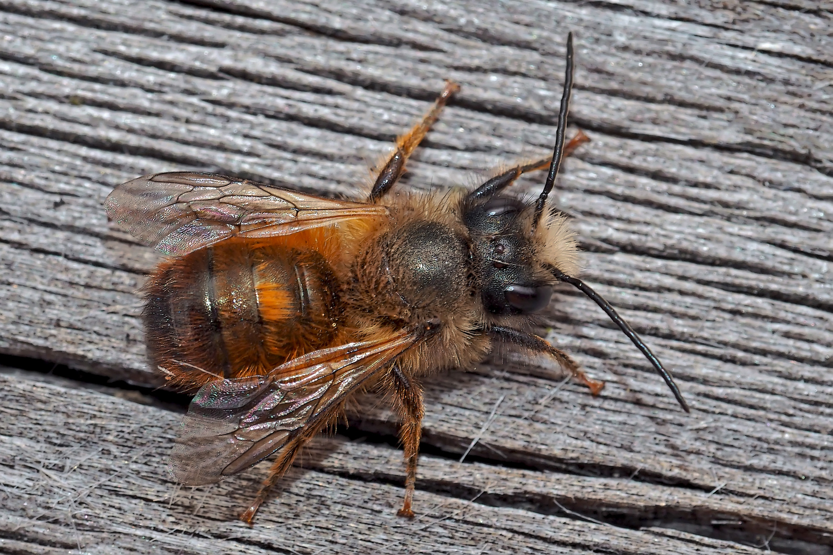 Die Wildbiene besucht unseren Balkon. - Une abeille sauvage en visite.