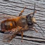 Die Wildbiene besucht unseren Balkon. - Une abeille sauvage en visite.