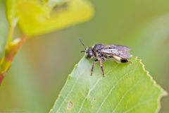 Die Wildbiene des Jahres 2020 : Auen-Schenkelbiene