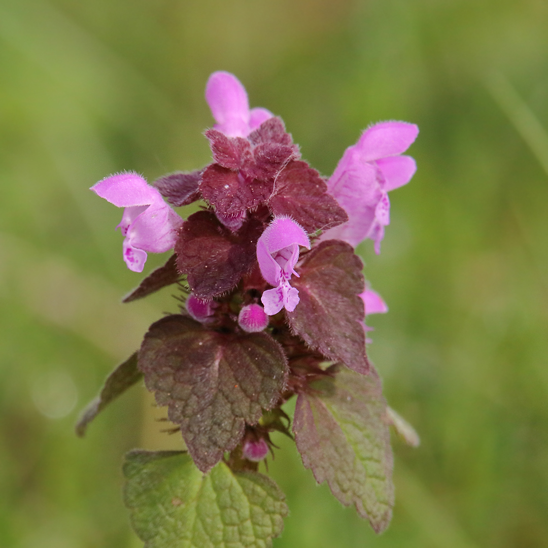 Die Wildblumen sind aufgeblüht