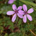 Die Wildblumen zeigten sich in auffallenden Farben