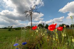 Die Wildblumenwiese