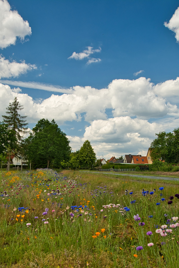 Die Wildblumenwiese 