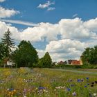 Die Wildblumenwiese 