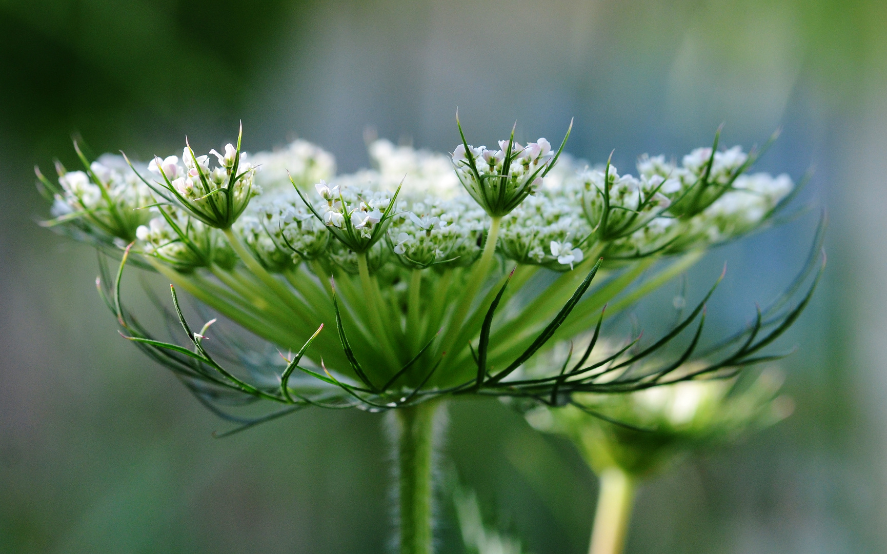 Die Wilde... Foto & Bild wald, wiese, feld Bilder auf