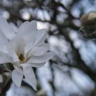 Die "Wilde" aus Nachbars Garten