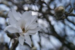 Die "Wilde" aus Nachbars Garten