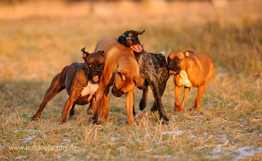 Die wilde Bande