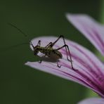 Die Wilde & der mit den langen Fühlern