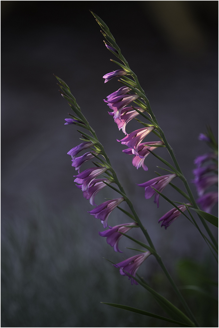 die wilde gladiole-