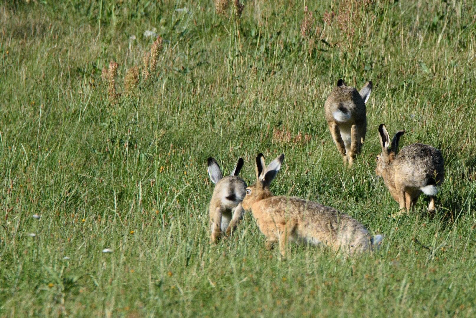 Die wilde Hasenjagd