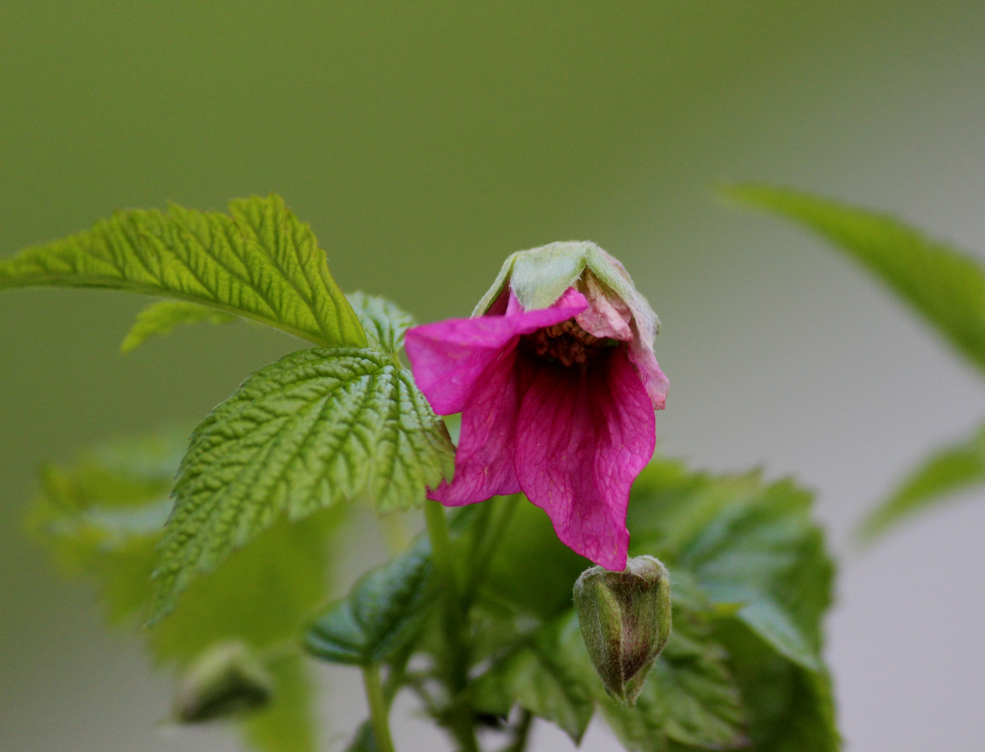 die "wilde Himbeere"