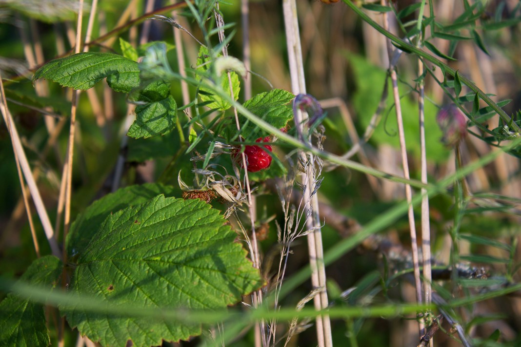 Die wilde Himbeere...