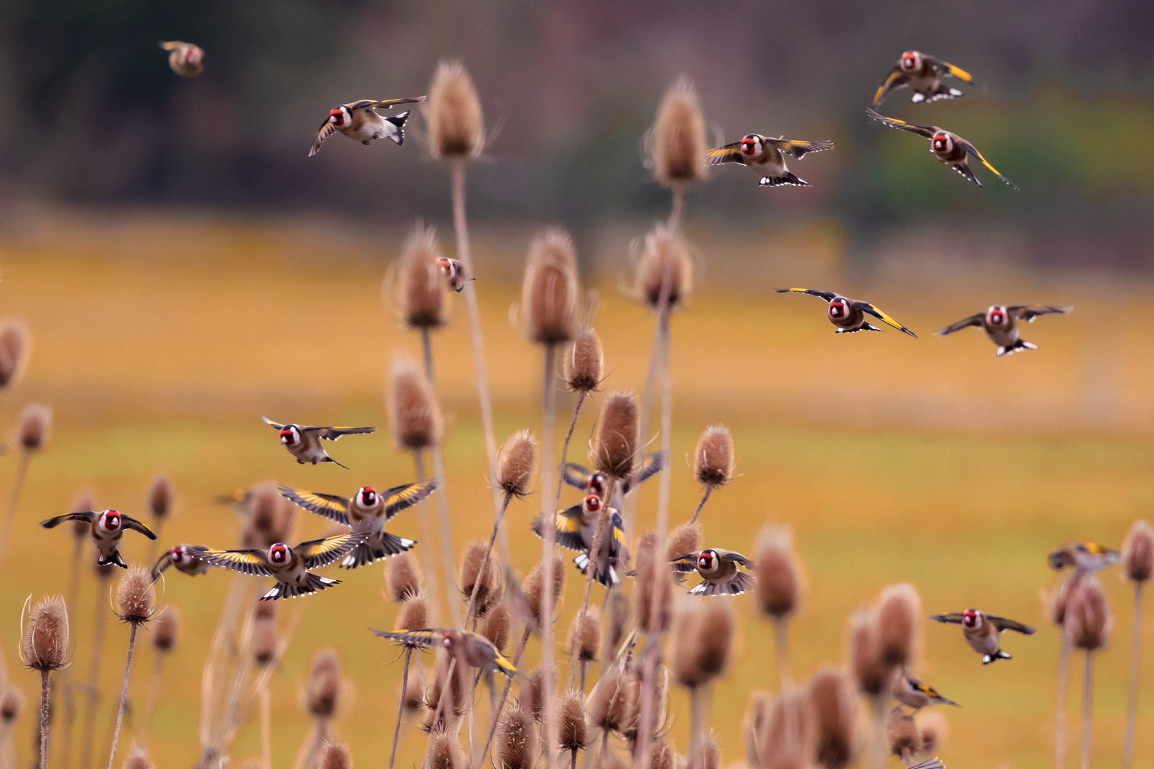 Die Wilde Horde