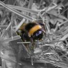 die wilde hummel