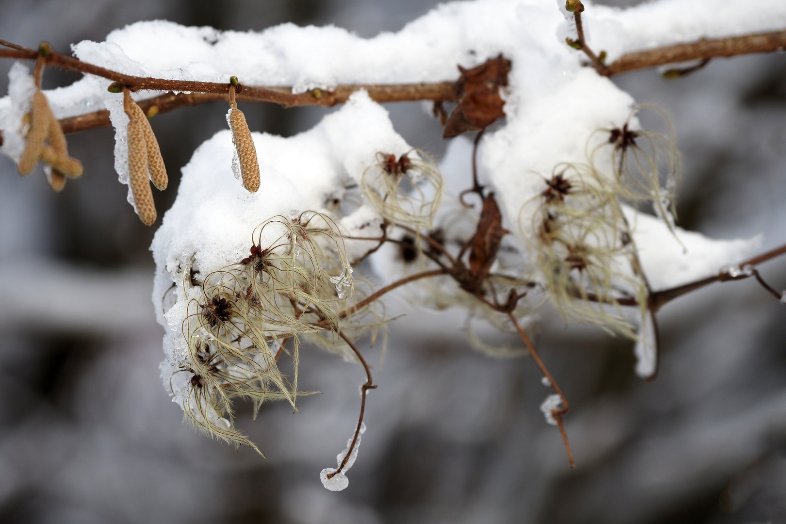 die wilde im schnee