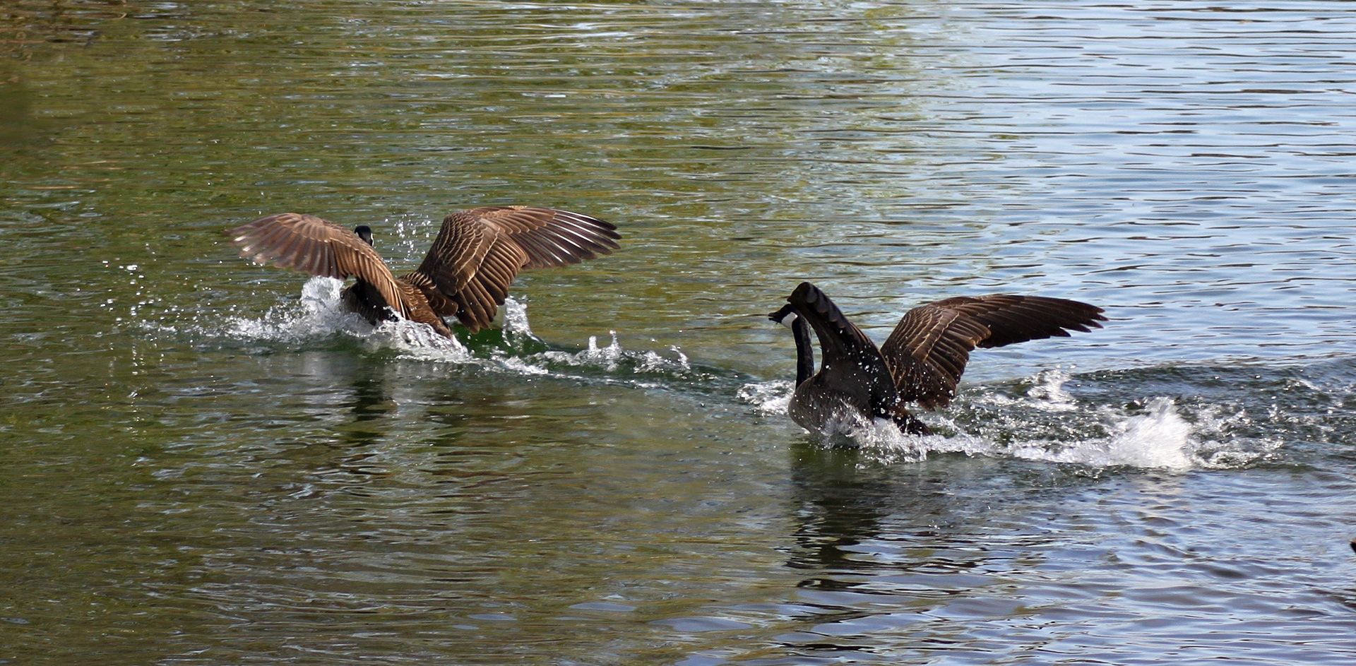 Die wilde Jagd