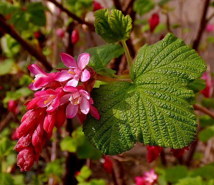 Die wilde Johannisbeere . . . Foto & Bild pflanzen, pilze & flechten