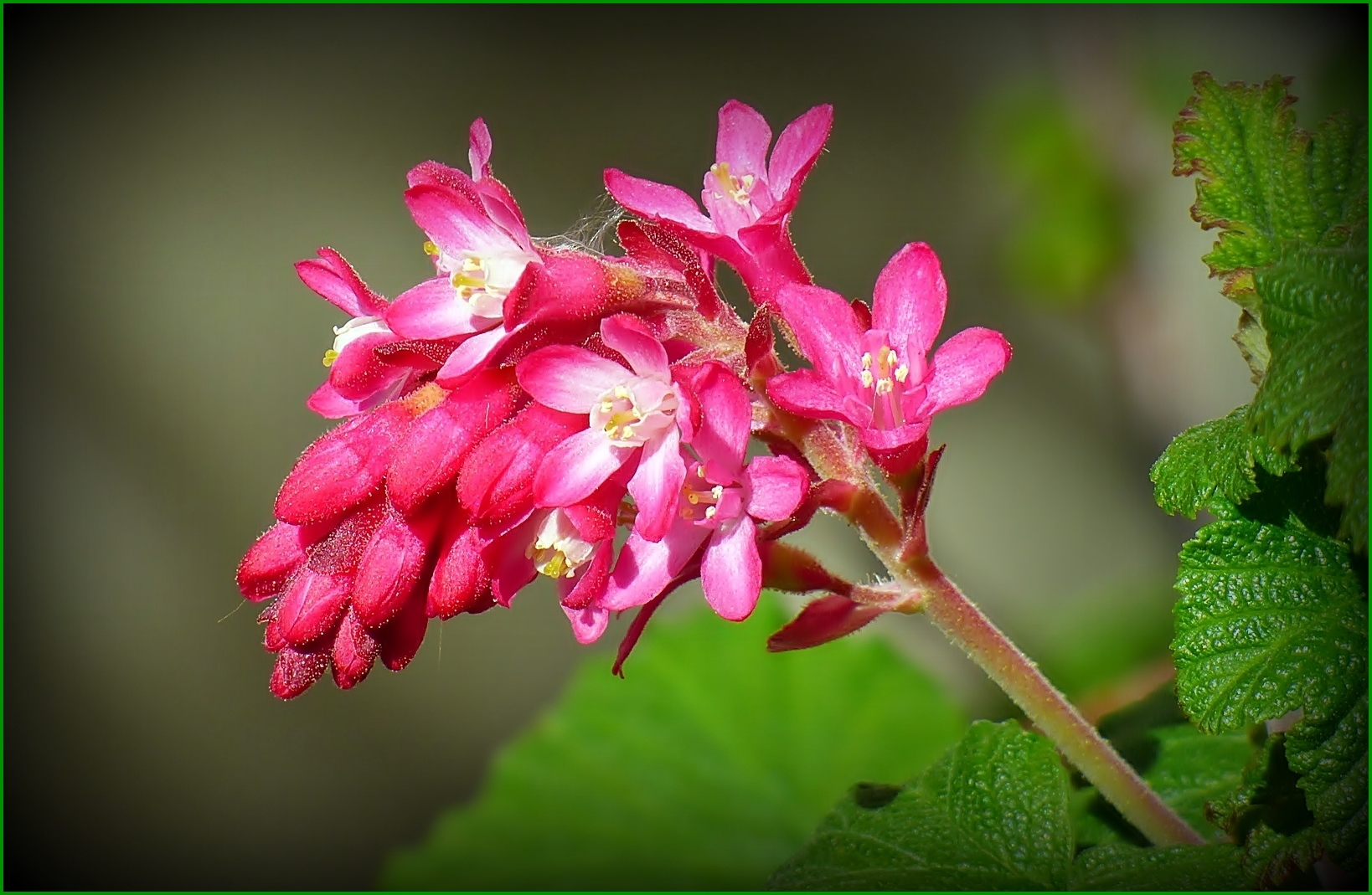 Die Wilde Johannisbeere . . .