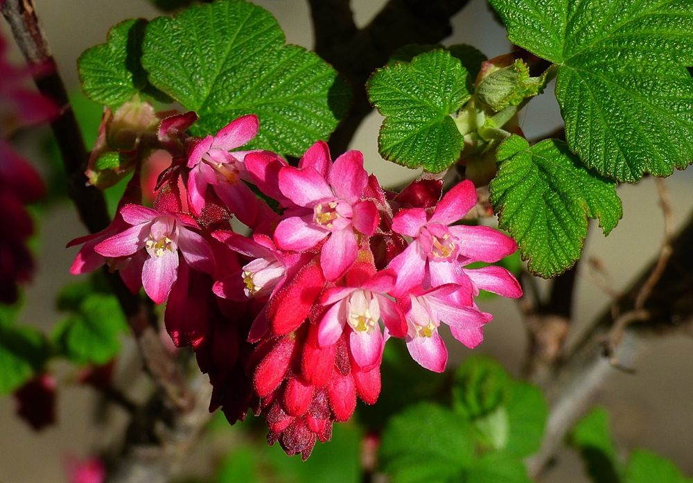 Die wilde Johannisbeere . . . Foto & Bild projekte, mittwochsblümchen