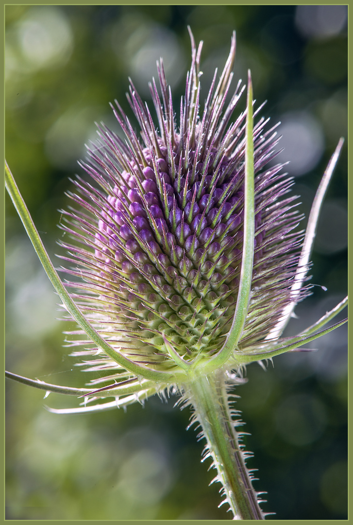 Die Wilde Karde, ich warte auf die Blüten