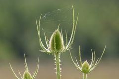 Die Wilde Karde im Netz der Spinne.