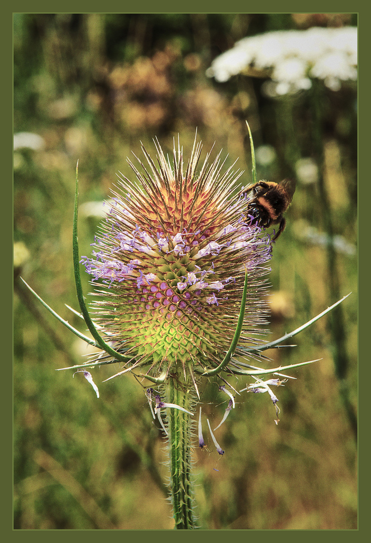 Die wilde Karde in der Sommerwiese