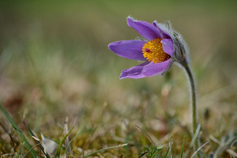 die wilde Küchenschelle