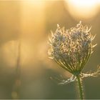 die wilde Möhre im Sonnenuntergang 