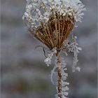 Die Wilde Möhre in ihrem Winterkleid