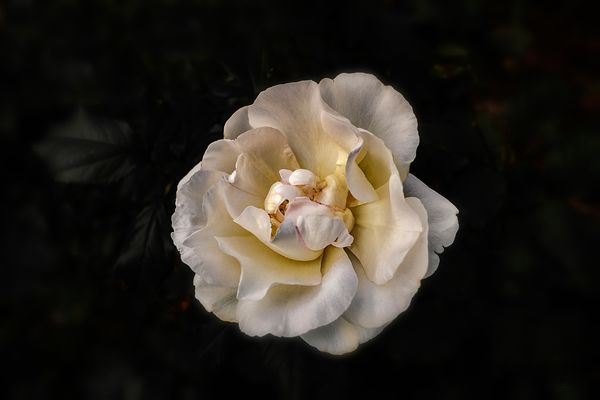 Die wilde Rose II