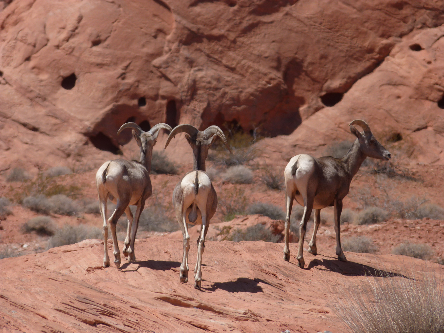 Die wilde Seite des Valley of Fire