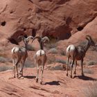 Die wilde Seite des Valley of Fire