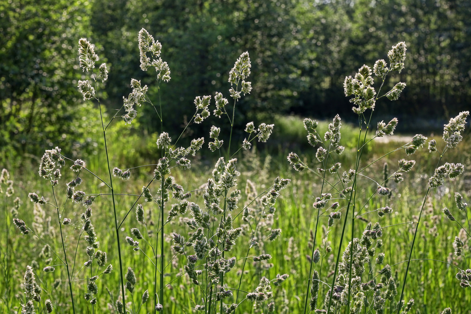 die wilde Sommer-Wiese  -  the wild summer meadow