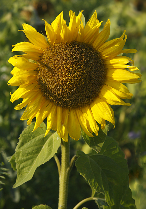 Die wilde Sonnenblume