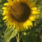 Die wilde Sonnenblume