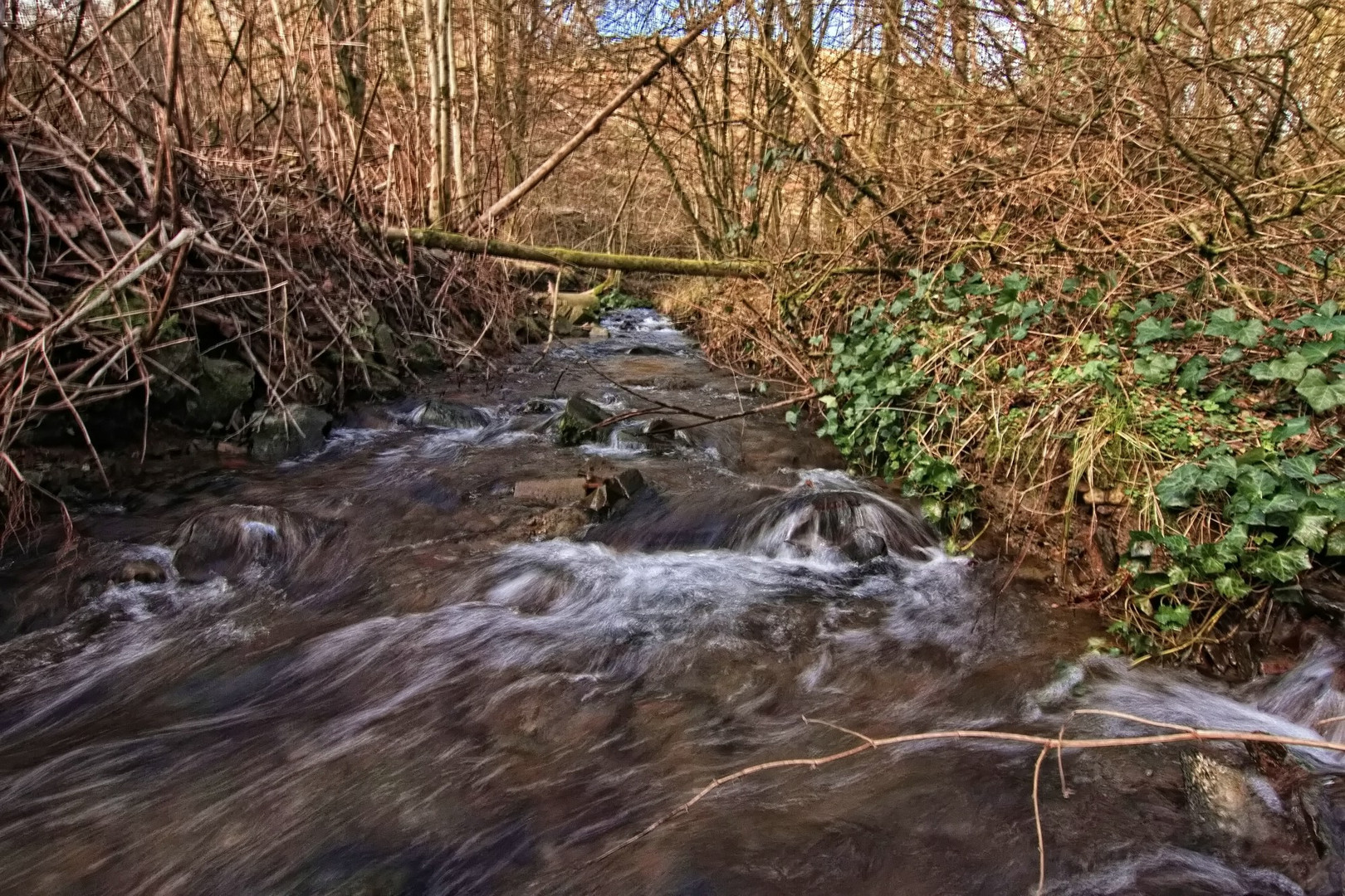 Die wilde Thalbecke 