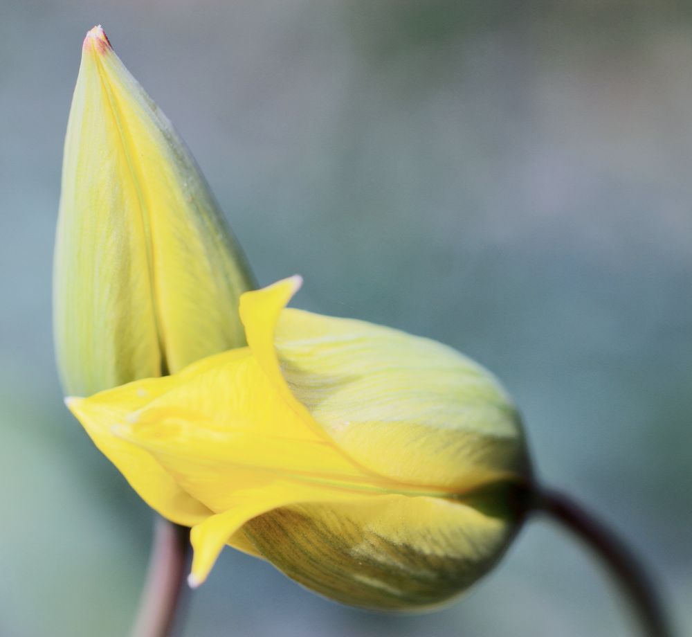 die wilde tulpe