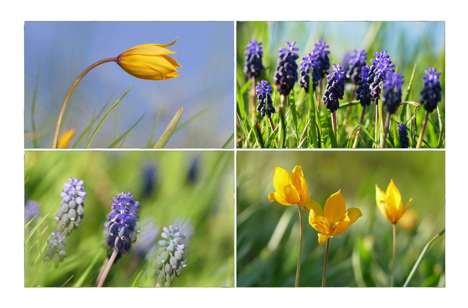 Die Wilde Tulpe – streng geschützt und gefährdet