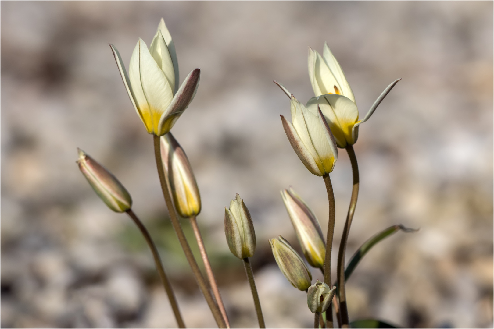 Die Wilde Tulpe - Tulipa sylvestris