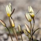 Die Wilde Tulpe - Tulipa sylvestris