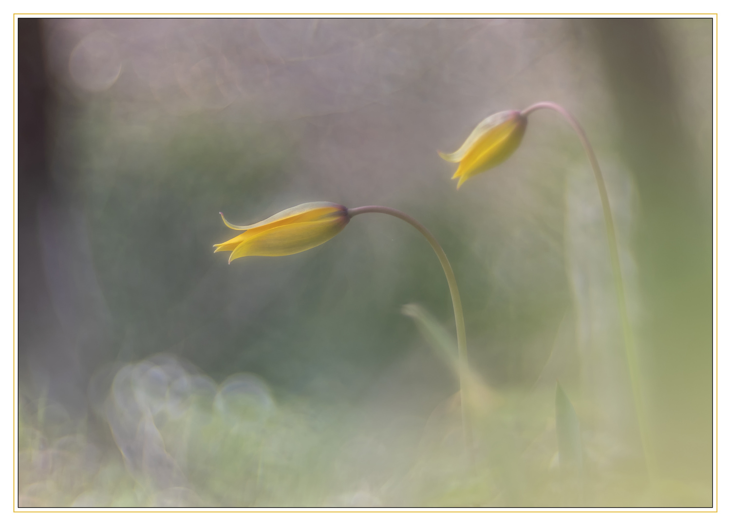 Die Wilde Tulpe (Tulipa sylvestris) im Siebengebirge