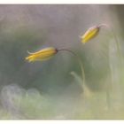 Die Wilde Tulpe (Tulipa sylvestris) im Siebengebirge