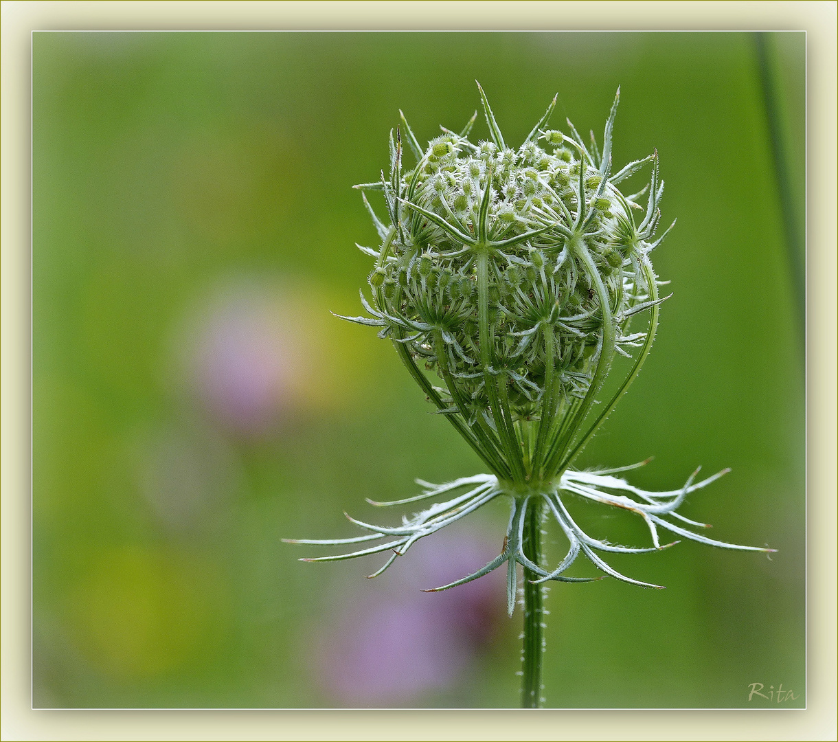 die Wilde von der Wiese...