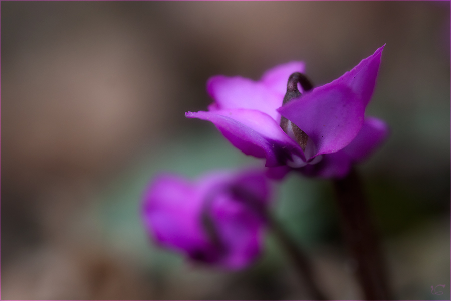 Die Wilden Alpenveilchen Im Garten Bluhen Foto Bild Pflanzen