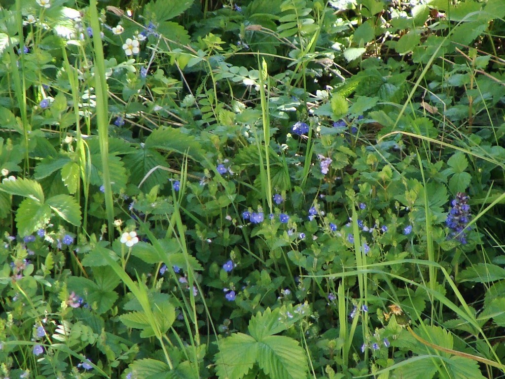 Die wilden Erdbeeren blühen