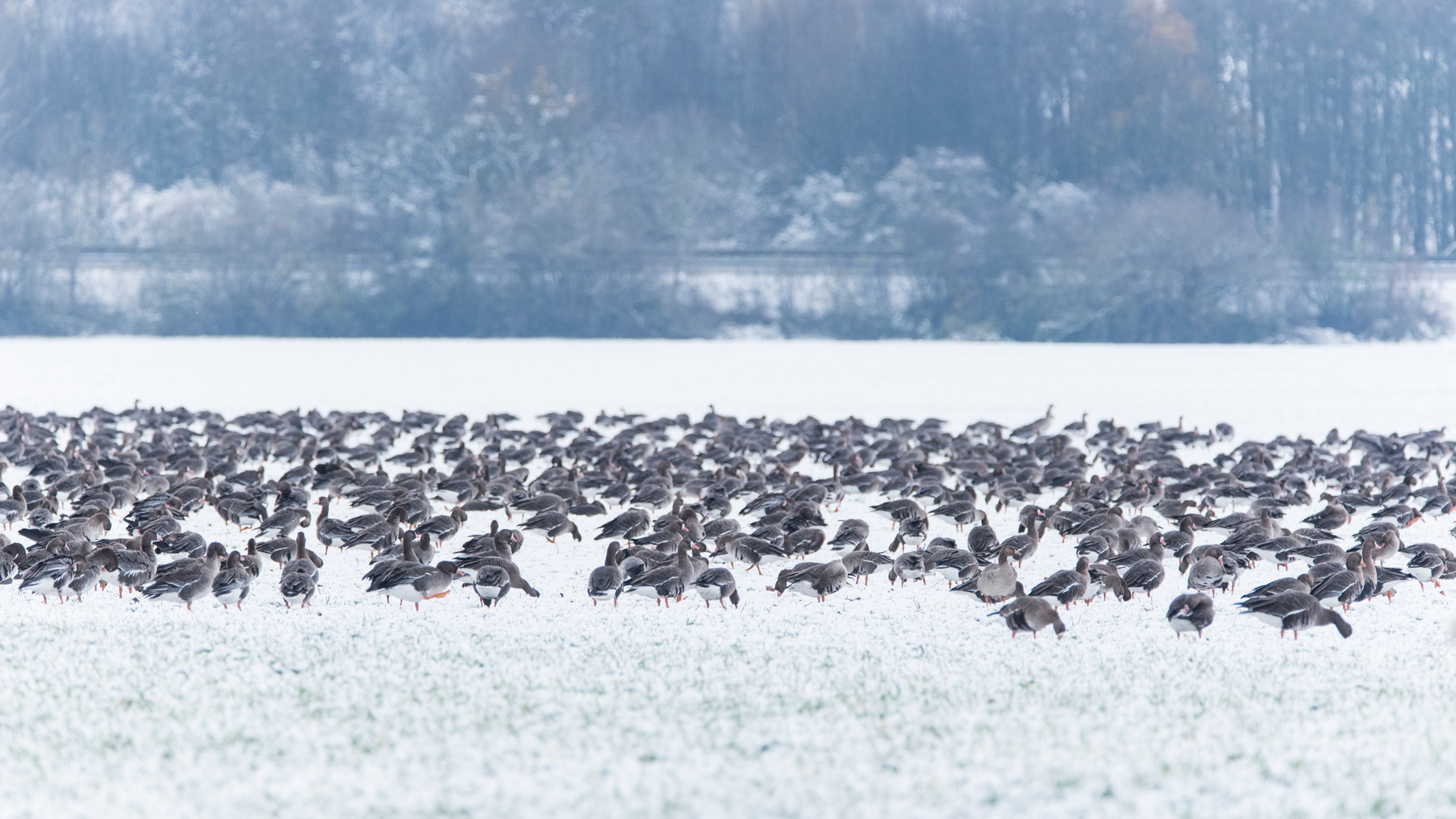 Die Wilden Gänse