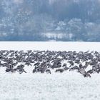 Die Wilden Gänse